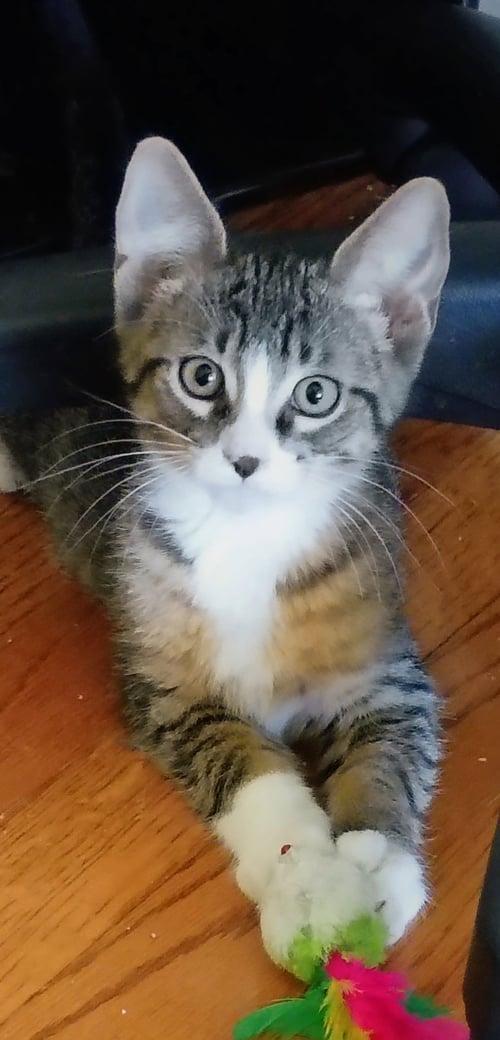 C327 LITTER MITCH (AKA MIDGE) - Domestic Medium Hair / Tabby available for adoption