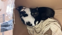 C247 Litter Stout - Photo 10