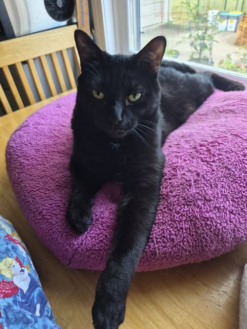 C247 LITTER STOUT - Domestic Short Hair for adoption in Ann Arbor