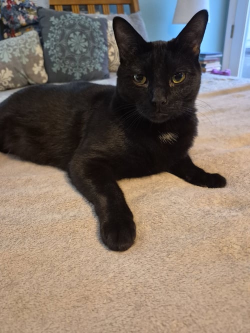C247 LITTER STOUT - Domestic Short Hair available for adoption