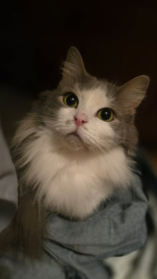 CHAI [C206 LITTER] - Domestic Long Hair available for adoption