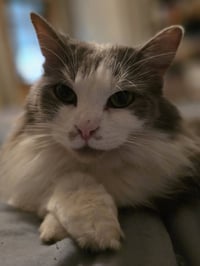 Chai [C206 Litter] - Photo 2