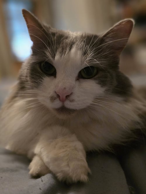 CHAI [C206 LITTER] - Domestic Long Hair available for adoption