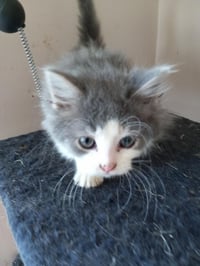 Chai [C206 Litter] - Photo 11