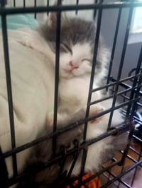 Chai [C206 Litter] - Photo 12