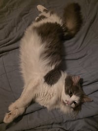 Chai [C206 Litter] - Photo 3
