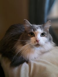 Chai [C206 Litter] - Photo 4