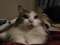 Chai [C206 Litter] - Photo 5