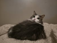 Chai [C206 Litter] - Photo 6
