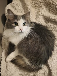 Chai [C206 Litter] - Photo 7