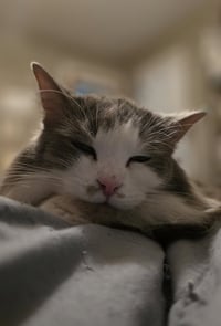 Chai [C206 Litter] - Photo 8