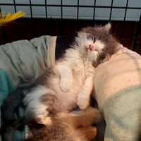 Chai [C206 Litter] - Photo 10