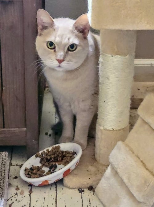 HARRY - Domestic Short Hair available for adoption