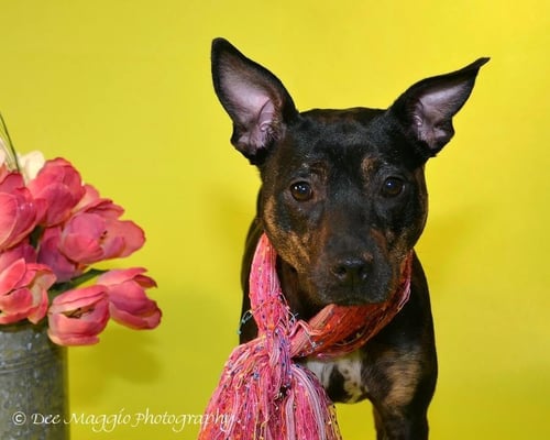 SARAH - Labrador Retriever / Jack Russell Terrier available for adoption