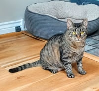 Tabitha - Photo 3