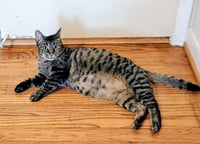 Tabitha - Photo 5