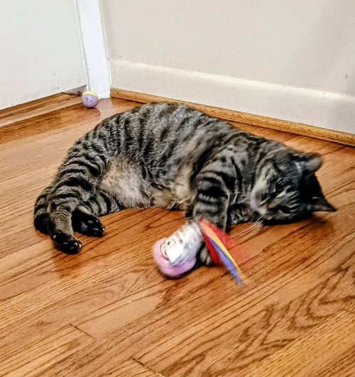 TABITHA - Domestic Short Hair / Tabby available for adoption
