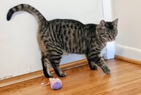 Tabitha - Photo 4