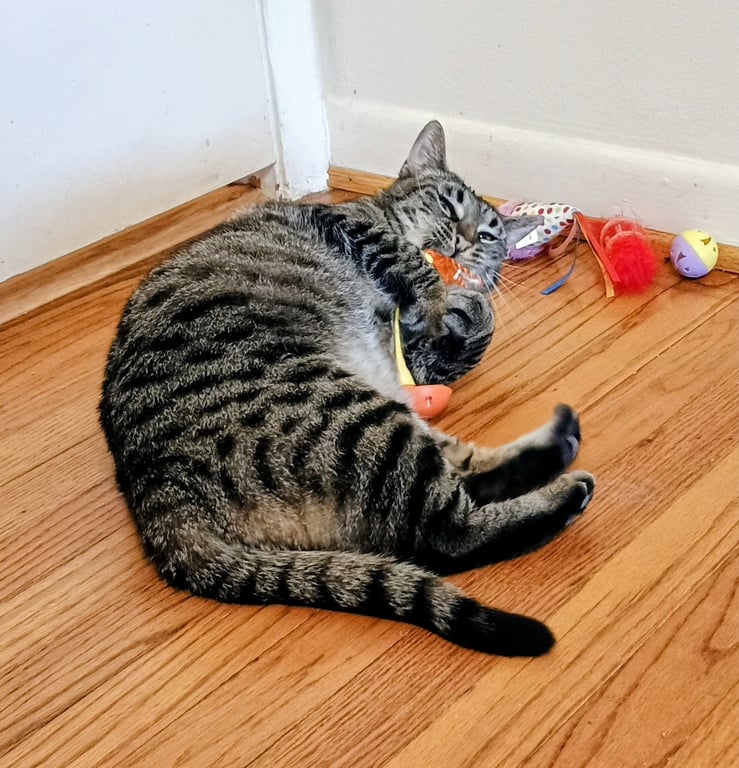 Tabitha Image