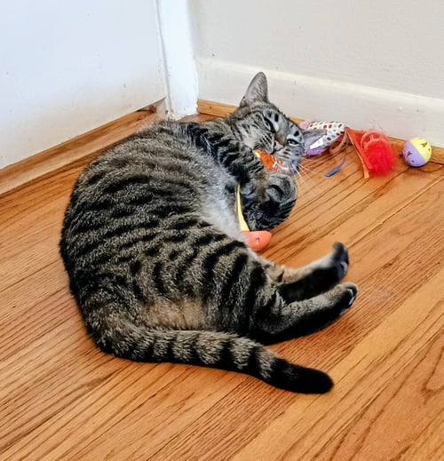 TABITHA - Domestic Short Hair / Tabby for adoption in Ann Arbor