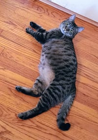 Tabitha - Photo 6