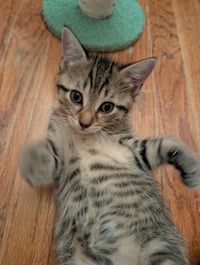 C321 Litter Lilac - Photo 6