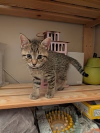 C321 Litter Lilac - Photo 3