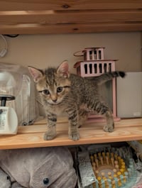 C321 Litter Lilac - Photo 5