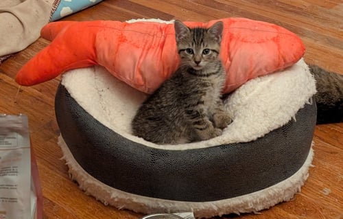 C321 LITTER LILAC - Domestic Short Hair / Tabby available for adoption