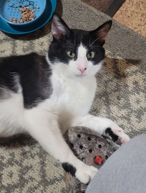 BRUCE - Domestic Short Hair / Tabby available for adoption