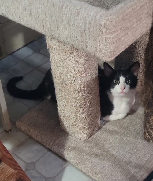 BRUCE - Domestic Short Hair / Tabby available for adoption