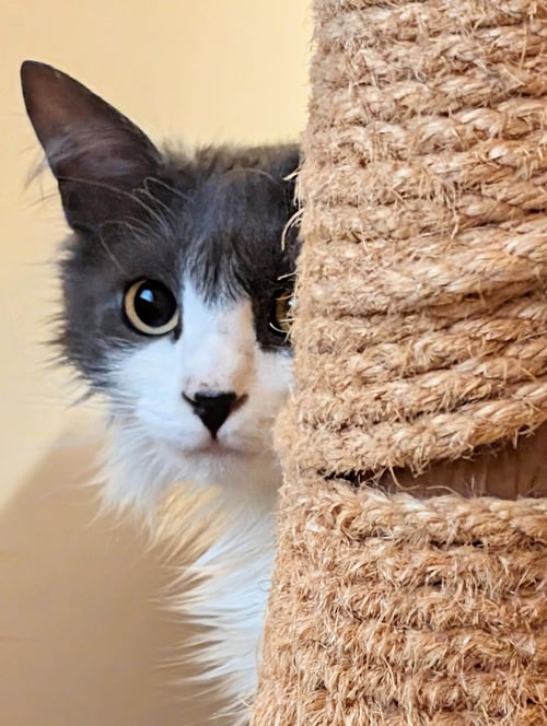 OR1 GROUP - QUEENIE - Domestic Long Hair available for adoption