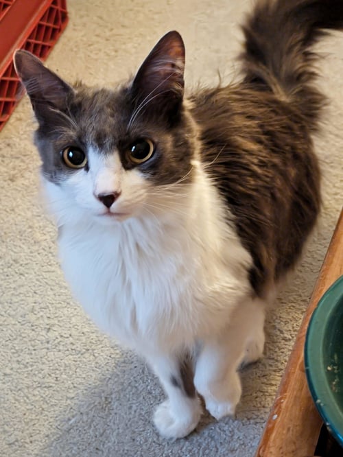 OR1 GROUP - QUEENIE - Domestic Long Hair available for adoption