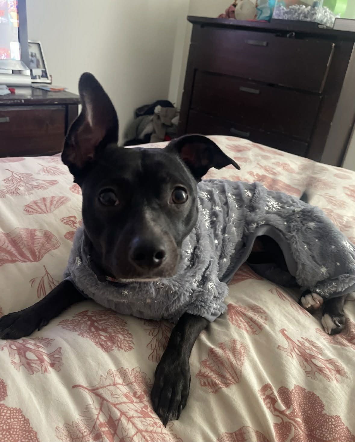 TUESDAY - Chihuahua available for adoption