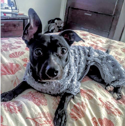 TUESDAY - Chihuahua for adoption in Ann Arbor