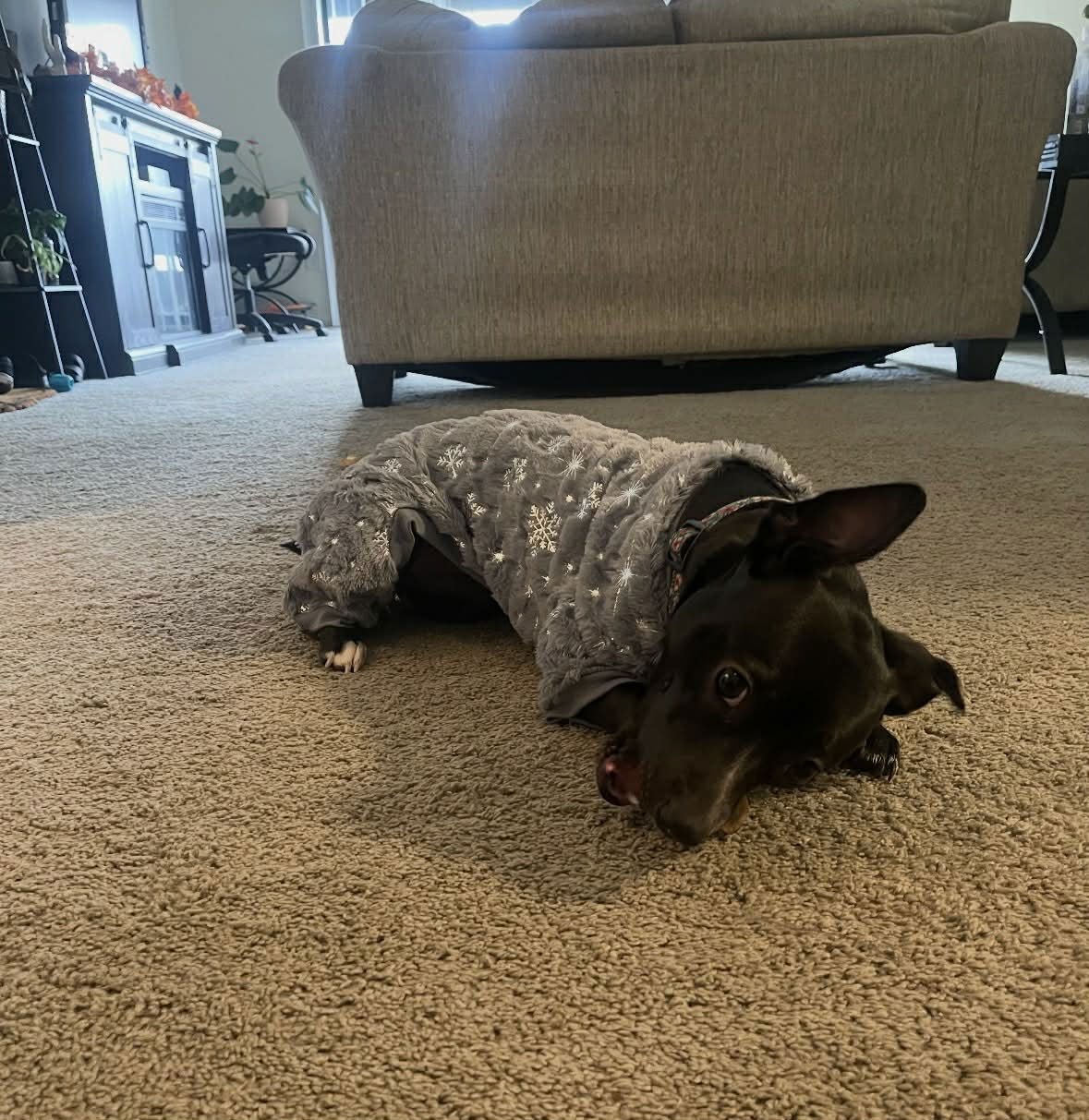 TUESDAY - Chihuahua available for adoption