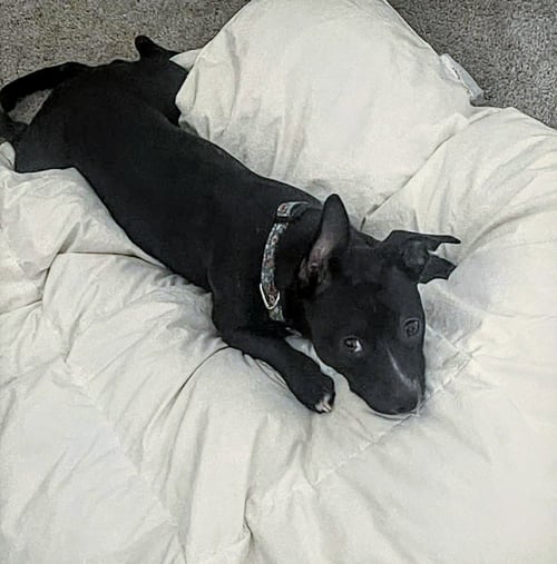TUESDAY - Chihuahua available for adoption