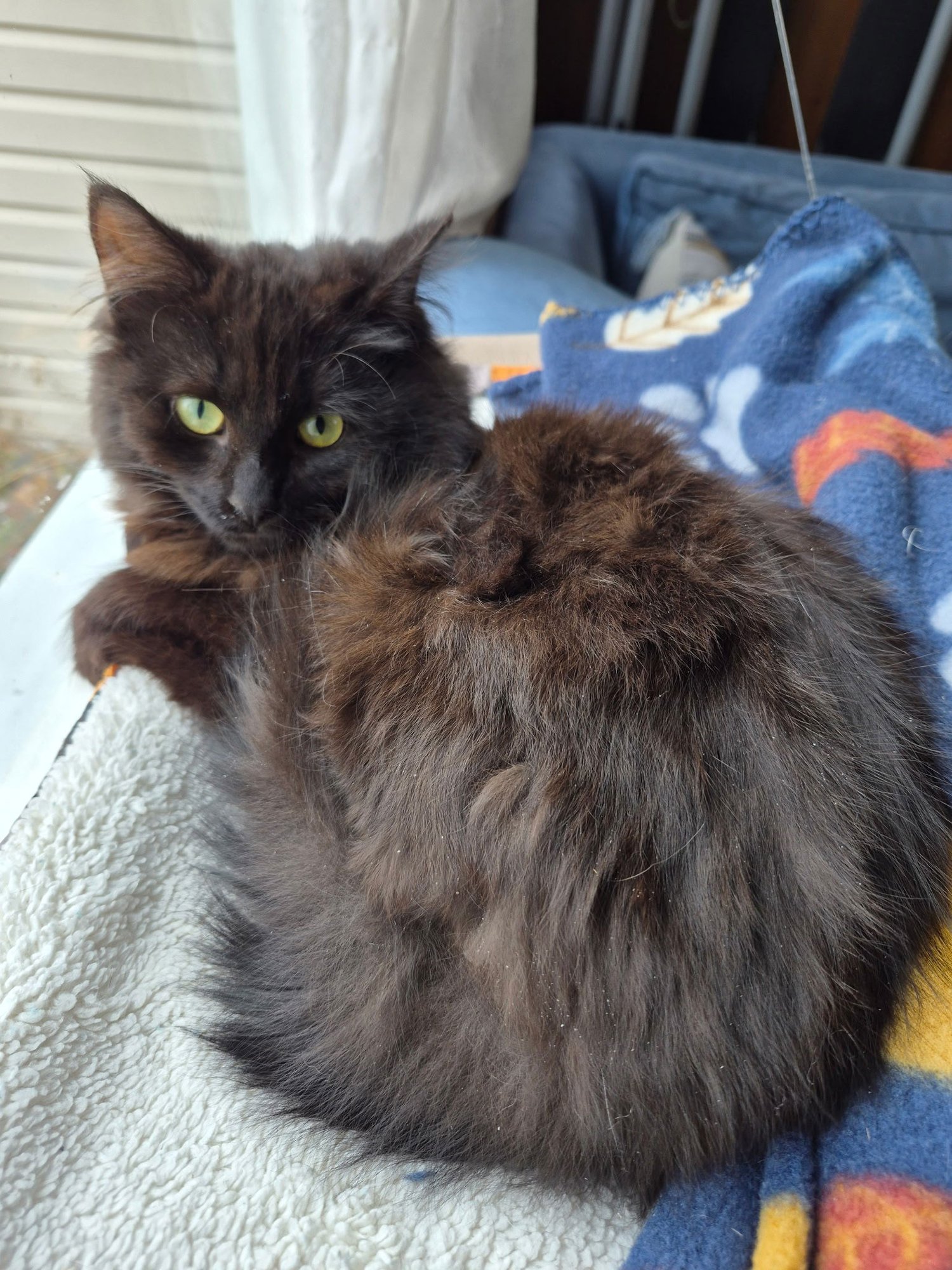 C309 LITTER FREYA ADOPTED - Domestic Long Hair available for adoption