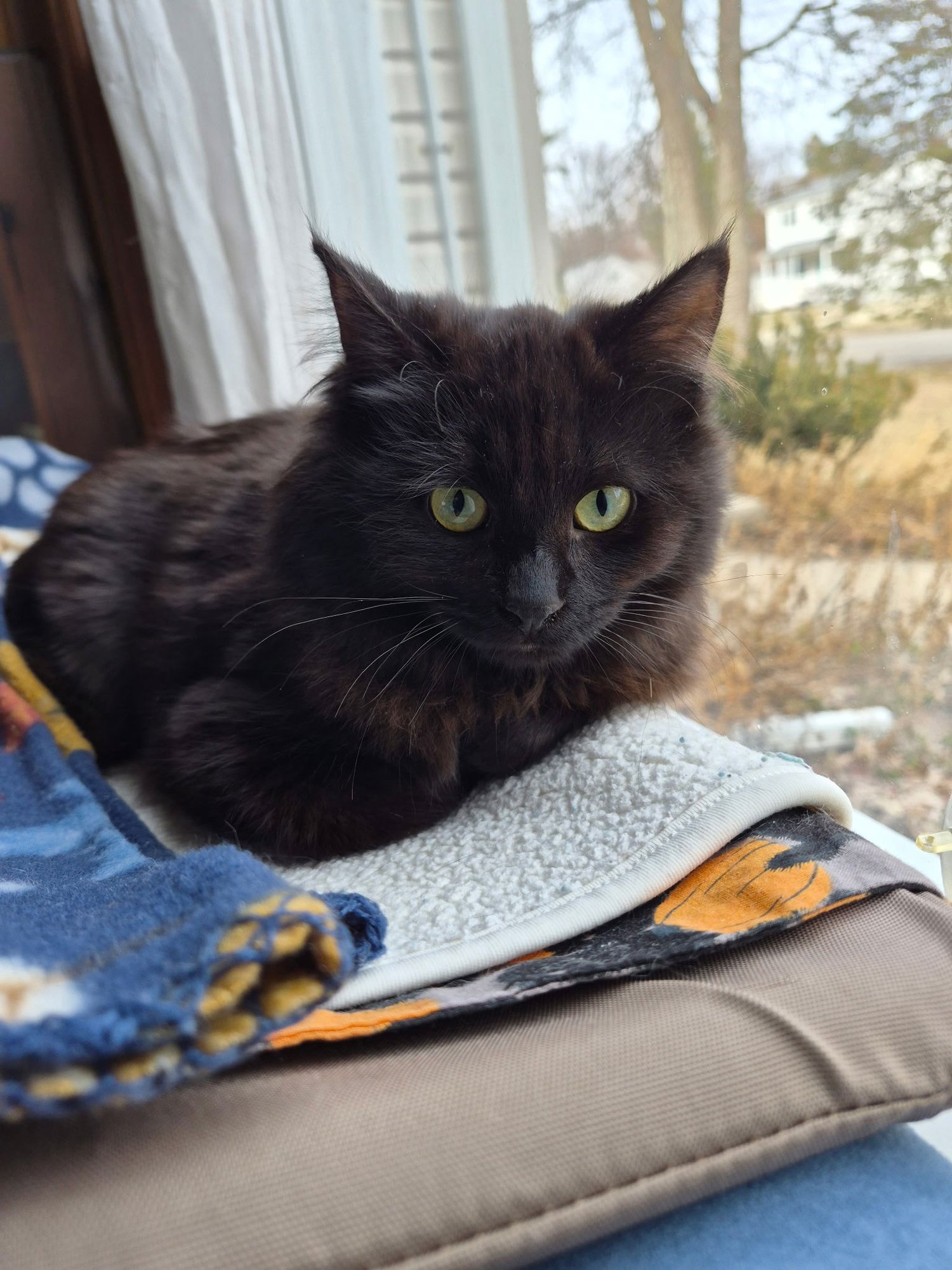 C309 LITTER FREYA ADOPTED - Domestic Long Hair available for adoption