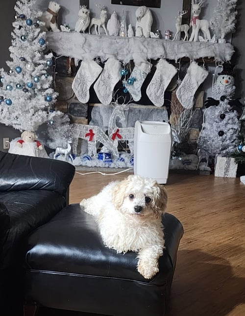 D128 LITTER NALA PLEASE READ BIO FIRST - Bichon Frise / Maltese available for adoption
