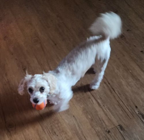 D128 LITTER NALA PLEASE READ BIO FIRST - Bichon Frise / Maltese available for adoption