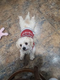 D128 Litter Nala PLEASE READ BIO FIRST - Photo 3