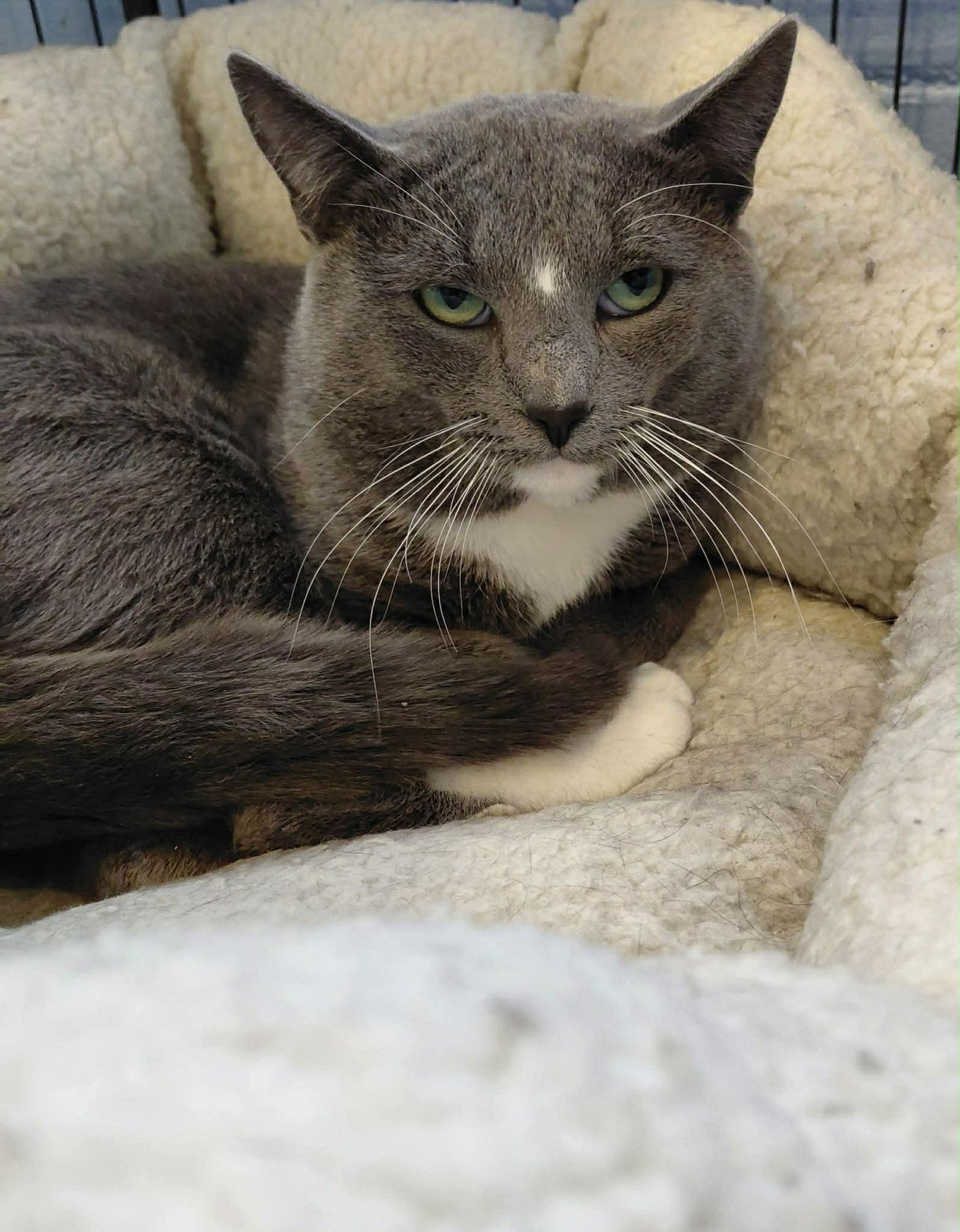 GORDON - Domestic Short Hair available for adoption