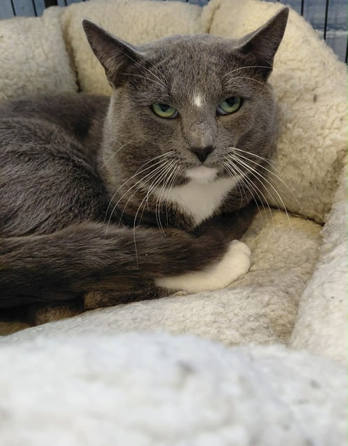 GORDON - Domestic Short Hair available for adoption