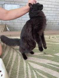 Panther [bonded with Mooshi] - Photo 5