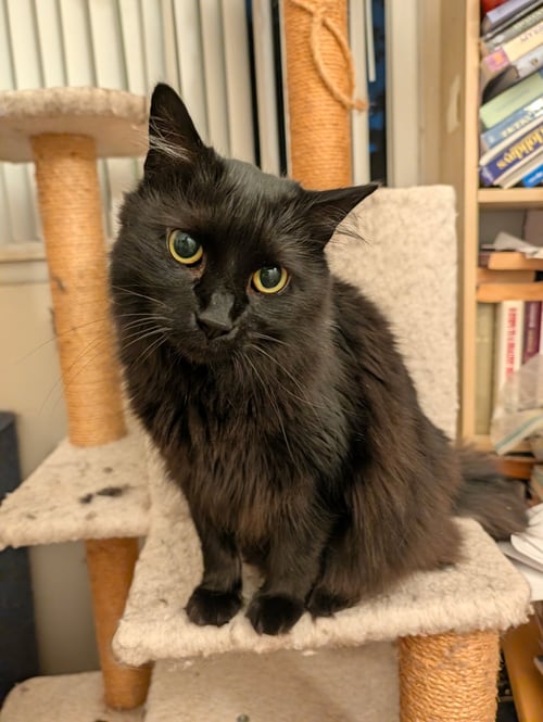 PANTHER - Domestic Medium Hair for adoption in Ann Arbor