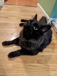 Panther [bonded with Mooshi] - Photo 3