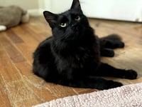 Panther [bonded with Mooshi] - Photo 4