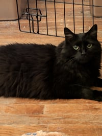 Panther - Photo 2