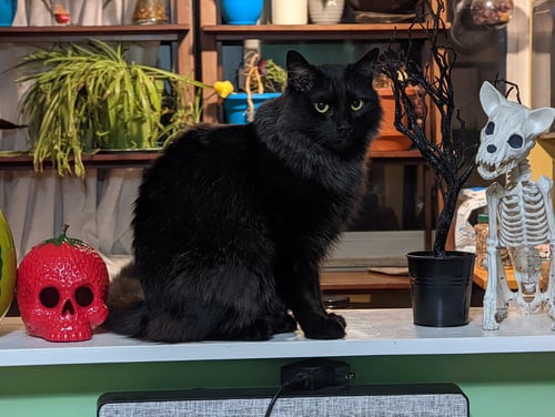PANTHER [BONDED WITH MOOSHI] - Domestic Medium Hair available for adoption
